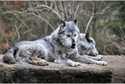Sachsen legt die Wölfe ans Halsband - Das Wolf-Besenderungsprogramm in Sachsen geht in die nächste Runde. Foto: pixabay
