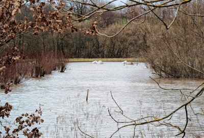 Sachsenburg von Hochwasser betroffen: Zschopauaue unter Wasser - Die Zschopauaue ist stark vom Hochwasser betroffen. Foto: Erik Hoffmann