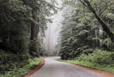Sachsenforst warnt vor Betreten der Wälder - Symbolbild. Foto: Pixabay