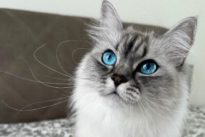 Sachsens schönste Katze hat über 170.000 Follower - Malia ist vier Jahre alt, lebt in Leipzig und hat über 150.000 Follower auf Instagram. Foto: @maliathe.cat