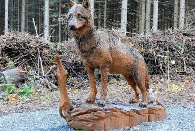 Sanierter Rastplatz am "Tischl" bietet mehr als nur Erholung - Ein Wolf wirft einen genauen Blick auf den Rastplatz. Foto: Andreas Bauer