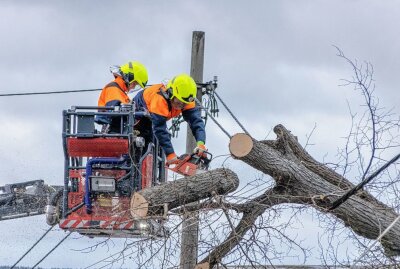 Schäden im Erzgebirge durch Sturmtief Nadia - Stück um Stück wurde der Baum dann abgetragen. Foto: André März