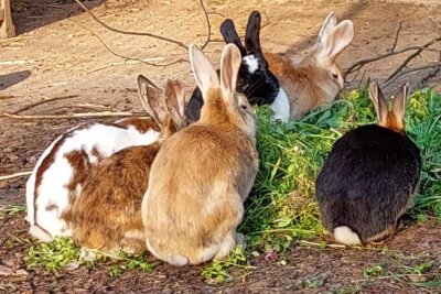 "Schicksalskaninchen" Athene sucht neues Zuhause - Neben Athene gibt es noch 17 andere Kaninchen, die aus schlechten Bindungen kommen und auf Vermittlung hoffen. 