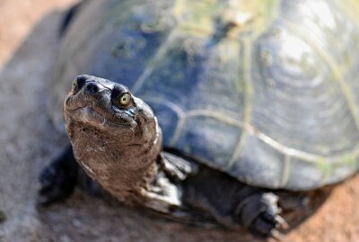 Schildkröte hat Heimweh: Besitzer gesucht - Symbolbild. Foto: tracyhammond/Pixabay