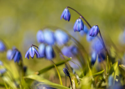 Schlettauer Schlosspark verwandelt sich in blaues Blütenmeer - Bei frühlingshaftem Wetter strahlen die kleinen blauen Blümchen über den gesamten Park.  Foto: Bernd März