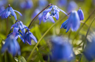 Schlettauer Schlosspark verwandelt sich in blaues Blütenmeer - Bei frühlingshaftem Wetter strahlen die kleinen blauen Blümchen über den gesamten Park.  Foto: Bernd März
