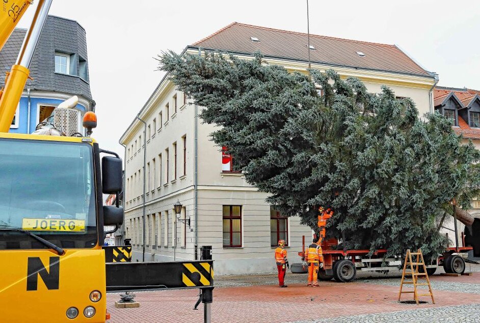 Schmucke Bäume auf den Märkten in Werdau und Crimmitschau - In Crimmitschau kam eine große Blaufichte auf den Markt. Foto: Thomas Michel