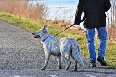 Schönheide: Erneut Hundeköder gefunden: Erster Verdächtiger im Visier - Symbolbild. Foto:MabelAmbe/3918 Bilder