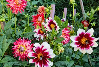Schreiersgrüner lockt am ersten September-Wochenende zur Dahlienschau - Die bunte Blütenpracht in Hofmanns Garten ist auch ein beliebter Tummelplatz für Insekten. Foto: Thomas Voigt