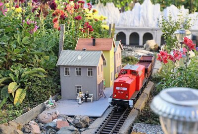 Schreiersgrüner lockt am ersten September-Wochenende zur Dahlienschau - Die Züge der Gartenbahn rollen zum Besuchertag durchs Blumenmeer. Foto: Thomas Voigt