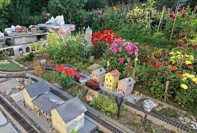 Schreiersgrüner lockt am ersten September-Wochenende zur Dahlienschau - Besucher erleben blumige Landschaften kombiniert mit Gartenbahn-Faszination. Foto: Thomas Voigt