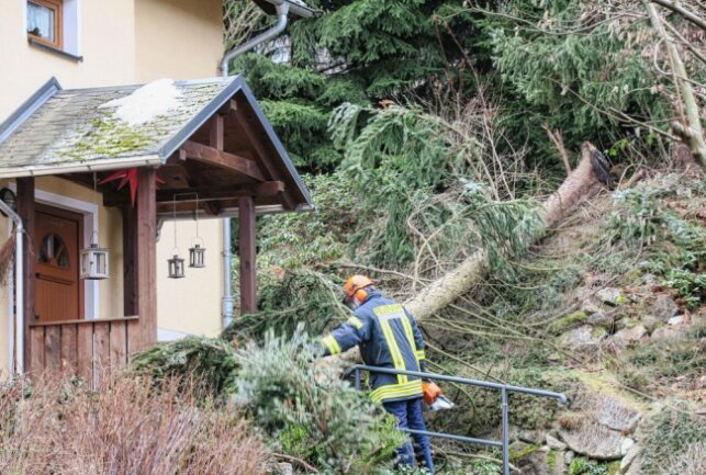 Schwarzenberg: Umgestürzter Baum droht auf Haus zu fallen - Die Einsatzkräfte der Feuerwehr zerlegten den Baum. Foto: Niko Mutschmann