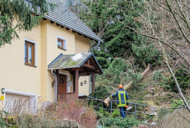 Schwarzenberg: Umgestürzter Baum droht auf Haus zu fallen - Die Einsatzkräfte der Feuerwehr zerlegten den Baum. Foto: Niko Mutschmann