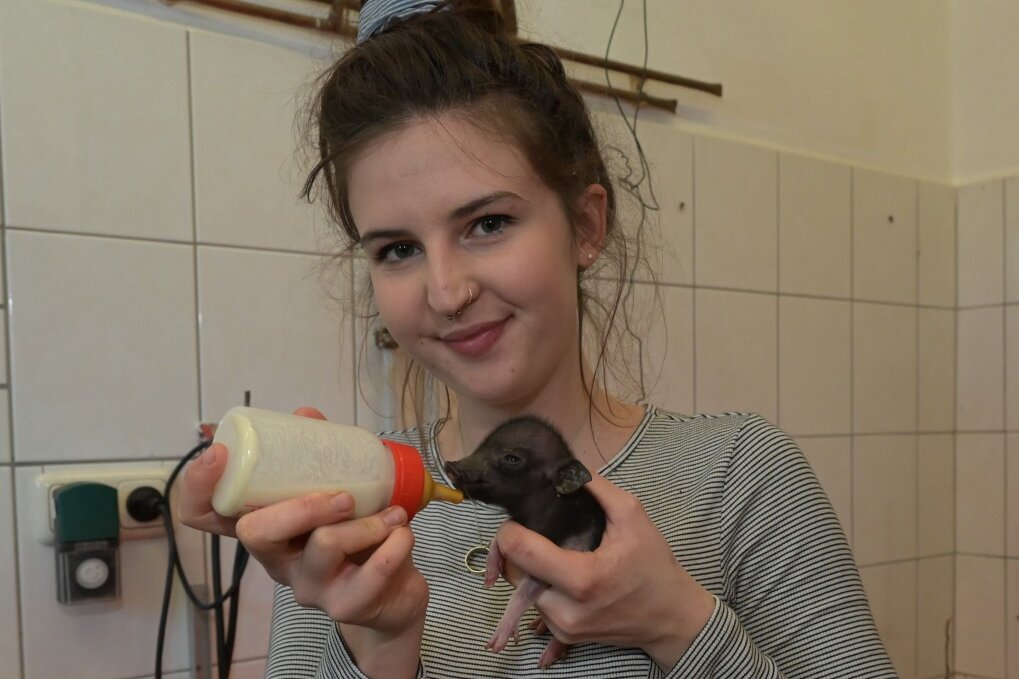Josephine Nöbel gibt einem der neu geborenen Minischweinchen die Flasche. Foto: Ralf Wendland