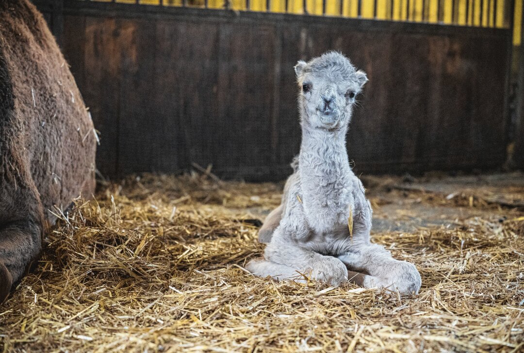 Seltenes Tierwunder zu Ostern: Tulu-Hybrid-Baby in Erlebnispark geboren - Seltenes Tulu-Baby erblickt das Licht der Welt. Foto: David Breidert