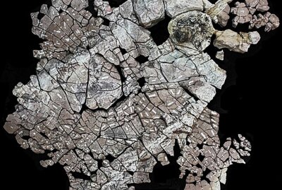 Sensationelle Entdeckung im Versteinerten Wald Chemnitz - Die kopfüber in vulkanischer Asche erhaltene fossile Baumkrone nimmt eine Fläche von rund 3 mal 3 Metern. Foto: Merbitz / MfNC
