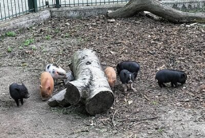 "Sieben auf einen Streich": Minischweine im Tierpark Chemnitz geboren - Die Minischweine im Bauernhof-Gehege haben siebenfachen Nachwuchs bekommen. Foto: Dr. Anja Dube