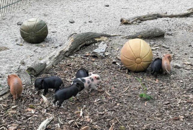 Die Minischweine im Bauernhof-Gehege haben siebenfachen Nachwuchs bekommen. Foto: Dr. Anja Dube