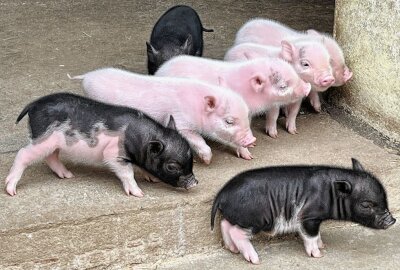 Siebenfacher Nachwuchs bei den Minischweinen in Aue - Im Auer Zoo der Minis gibt es Nachwuchs bei den Minischweinen. Foto: Ralf Wendland