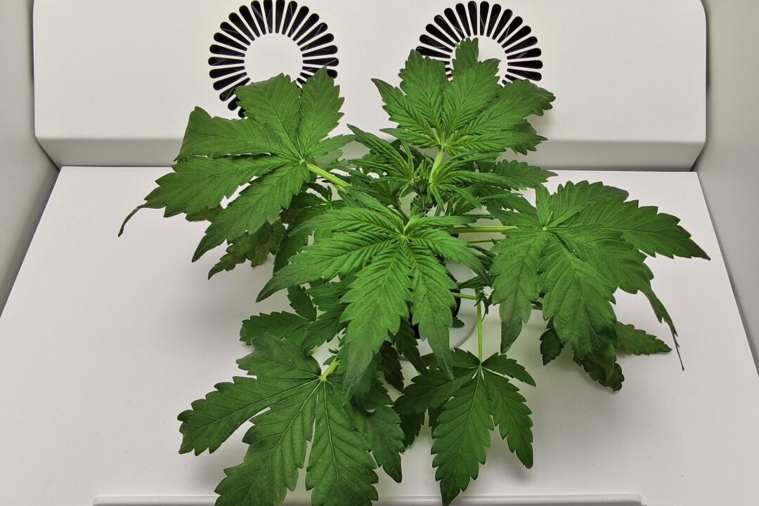 Smarte Growboxen: Einfacher Cannabis-Anbau zu Hause - So sieht eine Cannabispflanze in der dritten Woche nach der Keimung in der Hey-abby Grow Box aus.