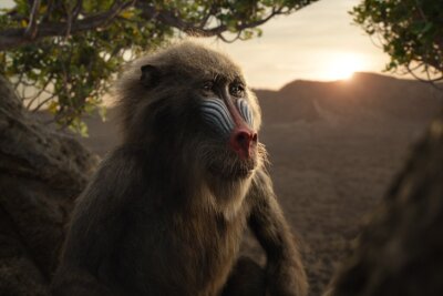 So gut ist "Der König der Löwen" wirklich - Affe Rafiki gilt als weiser, verrückter Wegbegleiter.