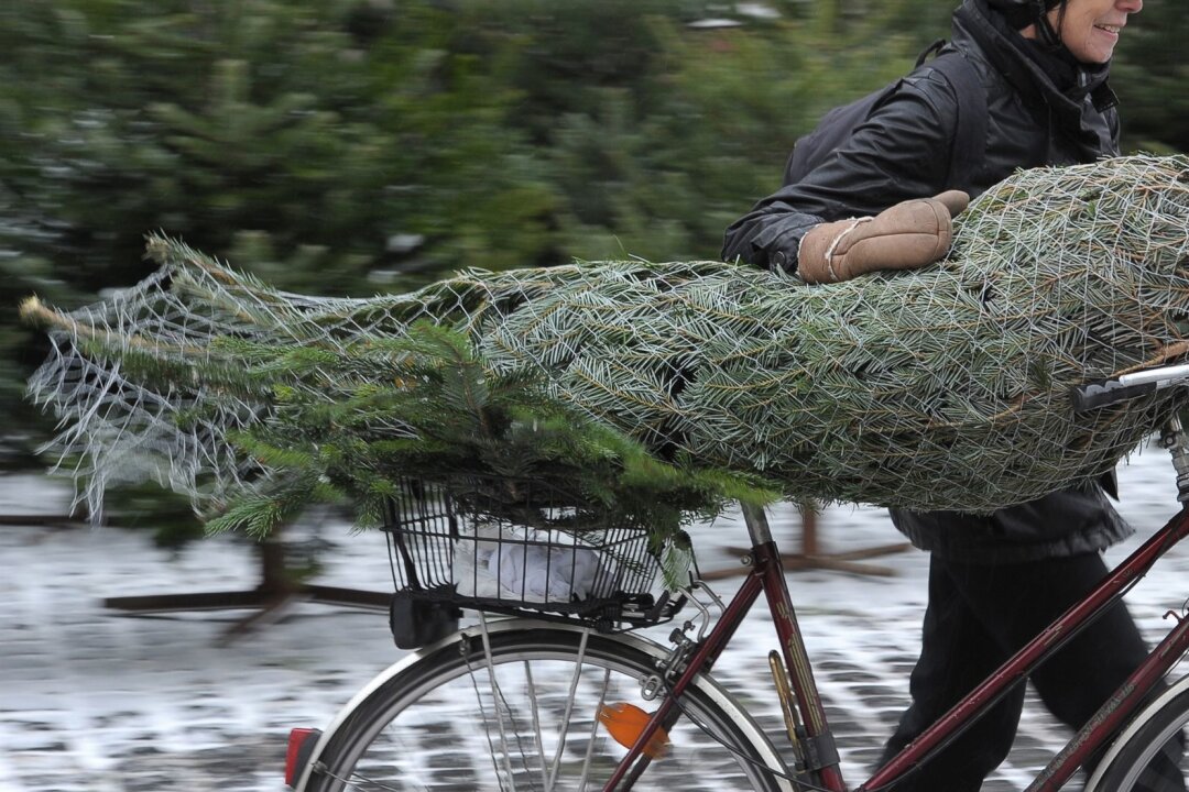 So kommt der Christbaum sicher auf dem Fahrrad heim - Schieben ist die sicherste Baumtransport-Variante.