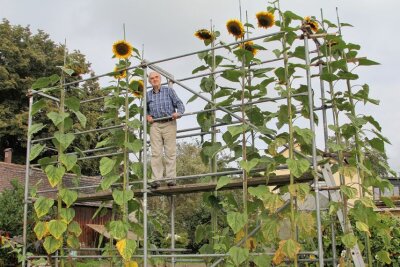 Sonnenblumenzüchter aus Stein ist auf Rekordjagd - Seit vielen Jahren baut Werner Jacobi aus dem Königshain-Wiederauer Ortsteil in seinem Garten ein großes und vor allem hohes Gerüst auf. Foto: Andrea Funke