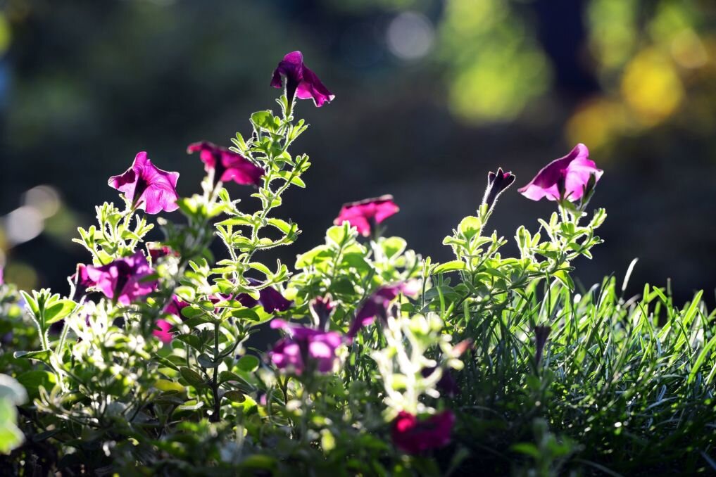 SOS-Tipp für Petunien: Rückschnitt für mehr Blüten - Wenn Petunien lange Triebe bilden, an denen wenige Blüte sitzen, brauchen sie Hilfe.