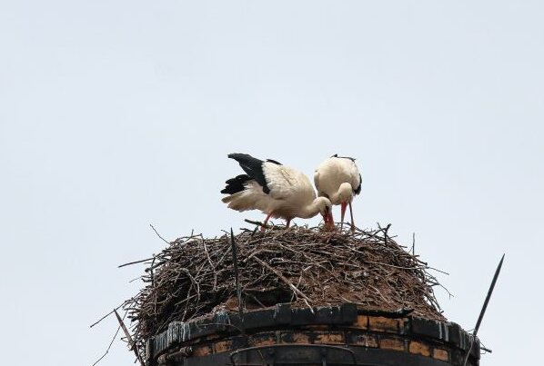 Späte Ankunft der Storche in Limbach-Oberfrohna - Das Paar vereint beim Nestbau. Foto: A.Büchner