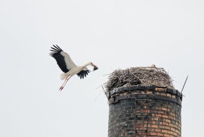 Späte Ankunft der Storche in Limbach-Oberfrohna - Der männliche Vogel bringt Polster für das Nest. Foto: A.Büchner