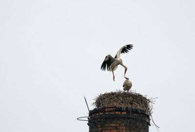 Späte Ankunft der Storche in Limbach-Oberfrohna - Ermahnt Frau Störchin ihren Mann für seine Akrobatik? Foto: A.Büchner