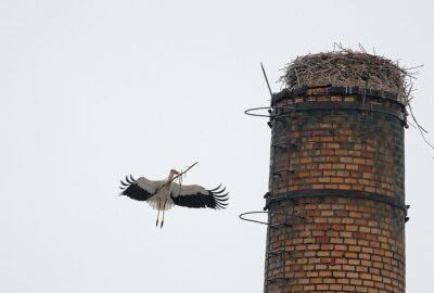 Späte Ankunft der Storche in Limbach-Oberfrohna - Ein Meister der Flugkunst. Foto: A.Büchner