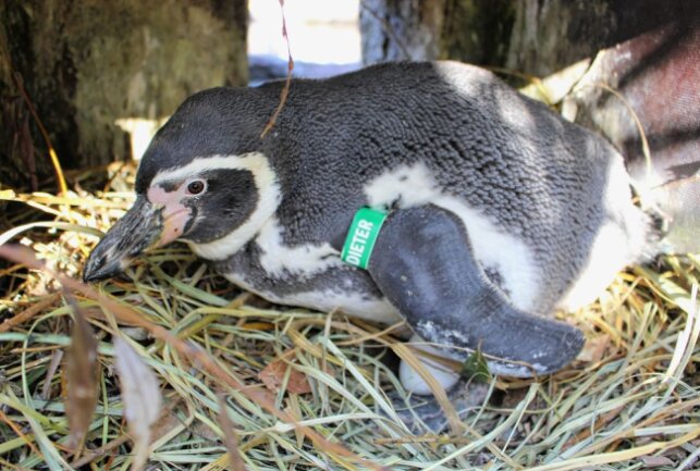 Später Nachwuchs sorgt für Freude - Pinguin-Papa Dieter ist rührend um seinen Nachwuchs besorgt. Foto: A. Büchner