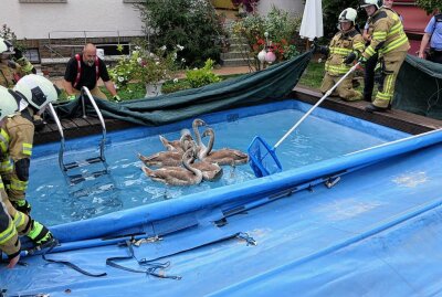 Spannende Rettungsaktion: Schwäne sitzen in Pool fest - Die Schwäne werden gerettet. Foto: Sören Müller