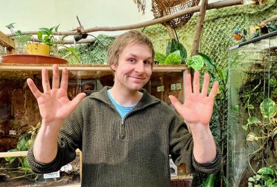 Stachelige Langschläfer sind gute Kletterer - Zootierpfleger Peter Hömke im Warmhaus des Auer Zoo der Minis, wo auch die Igeltanreks leben. Foto: Ralf Wendland