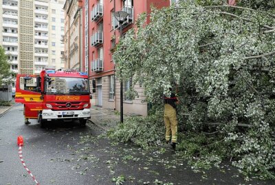 Starkregen sorgte für zahlreiche Feuerwehreinsätze in Landeshauptstadt - Ein umgekippter Baum fiel auf einen Verteilerkasten und eine Müllbox. Foto: Roland Halkasch