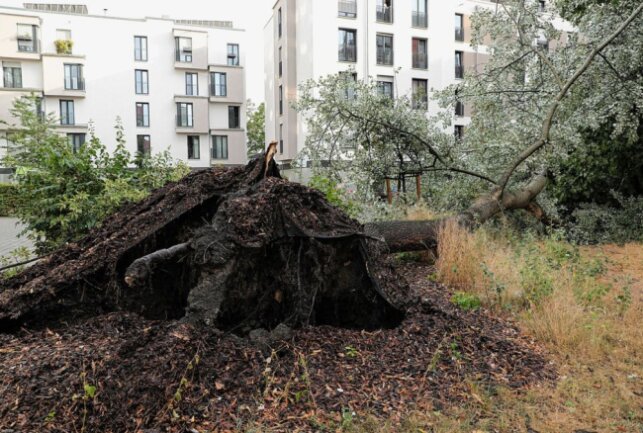 Ein umgekippter Baum fiel auf einen Verteilerkasten und eine Müllbox. Foto: Roland Halkasch