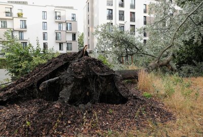 Starkregen sorgte für zahlreiche Feuerwehreinsätze in Landeshauptstadt - Ein umgekippter Baum fiel auf einen Verteilerkasten und eine Müllbox. Foto: Roland Halkasch