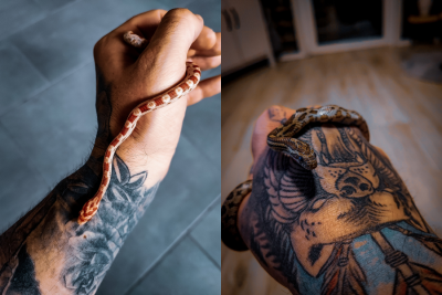 Steve (33) aus Chemnitz ist Tattoo-Influencer und liebt es exotisch - Claus-Peter ist eine von zwei Schlangen, die Steve besitzt.