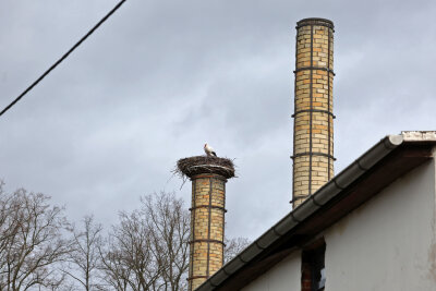 Storchenankunft in Glauchau: Frühlingsbote am Gründelpark gesichtet - In Waldenburg auf dem Schornstein der Keramikwerkstatt in der Töpferstraße ist der erste Storch auch schon bereits eingetroffen. Foto: Andreas Kretschel