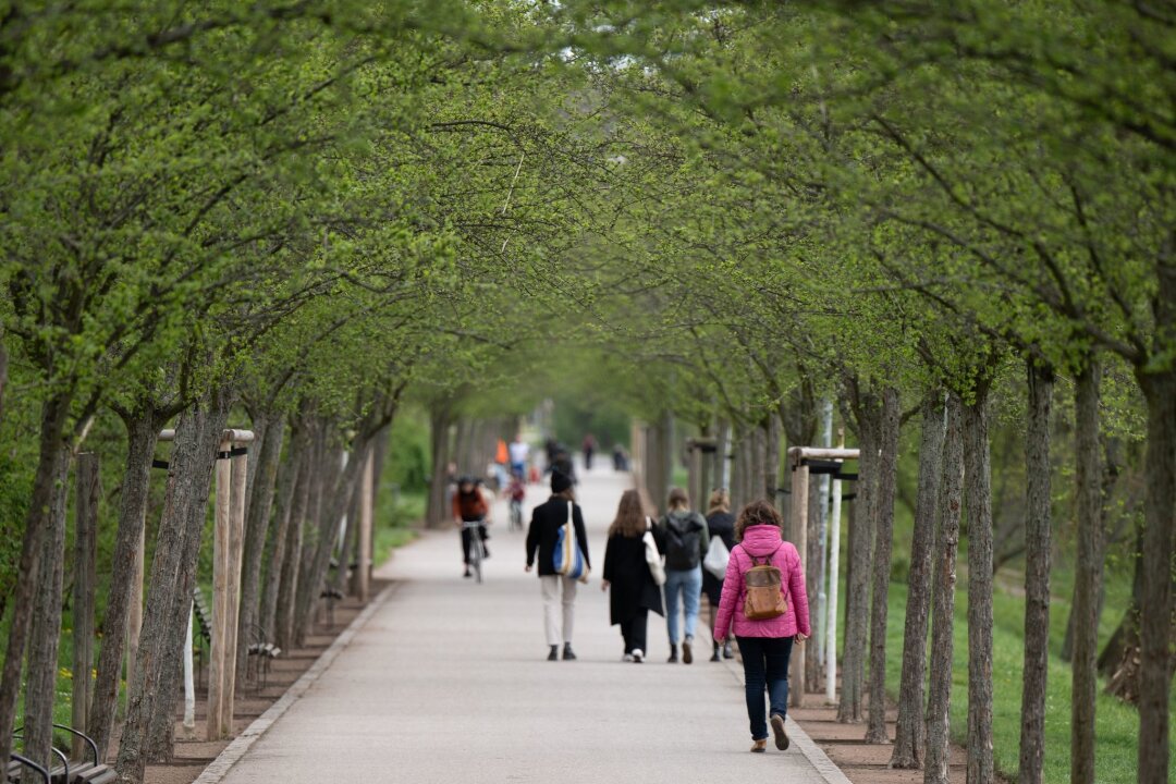 Straßenbäume leiden unter Trockenheit und Temperaturen - Passanten gehen am Rosengarten eine Allee entlang.