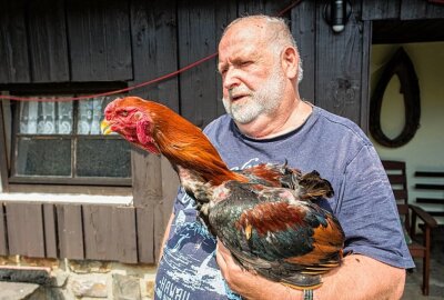 Streckewalder Züchter laden zum Sommerfest - Uwe Göldner züchtet unter anderem Malayische Kampfhühner. Foto: Jan Görner