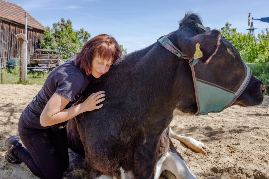 Stressabbau und Ruhepol? Kühe sind auch zum Kuscheln da - Schmusen mit Kühen: Auf dem "Hof der Verbundenheit" sollen Menschen Ruhe finden und Stress abbauen.
