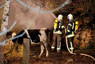 Strohballen in Brand: 38 Rinder konnten gerettet werden - In Frankenberg standen heute Nacht mehrere Strohballen in Flammen. Foto: Harry Härtel