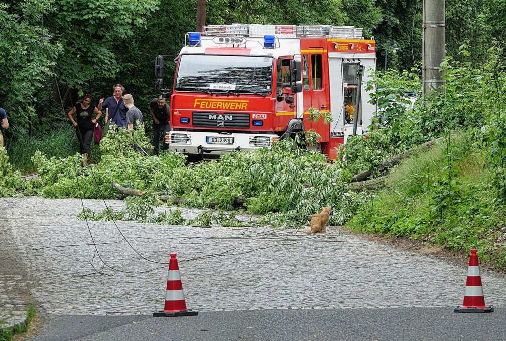 Sturmböen in Dresden: Baum stürzt auf Strom- und Telefonleitungen - Ein Baum kippte im Zschonergrund um und beschädigte Strom- und Telefonleitungen. Foto: Roland Halkasch