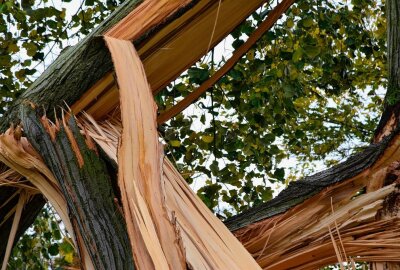Sturmschäden in Leipziger Parks und Wäldern: Auch Spielplätze gesperrt - Sturmschäden im Leipziger Stünzer Park. Foto: Anke Brod