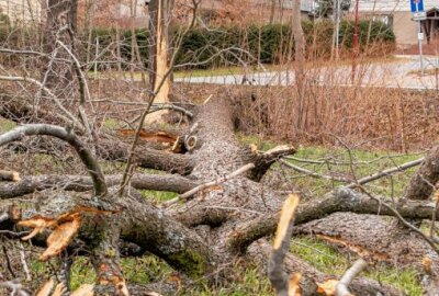 Sturmtief "Axel" wütet im Erzgebirge: 15 Meter hoher Baum entwurzelt - Sturmböen haben einen 15 Meter hohen Baum entwurzelt. Foto: André März