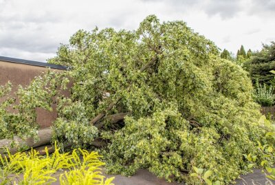 Sturmtief "Xan" verursacht Schäden: Umgestürzte Bäume im Erzgebirge und Zwickau - Umgestürzter Baum in Neukirchen. Foto: André März