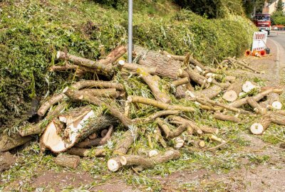 Sturmtief "Xan" verursacht Schäden: Umgestürzte Bäume im Erzgebirge und Zwickau - Sturmschäden in Gersdorf. Foto: André März