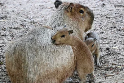 Süße Neuzugänge im Tierpark:  Drei kleine Wasserschweine geboren - Im Tierpark Chemnitz gibt es Nachwuchs bei den Capybaras. Foto: Tierpark/ Jan Klösters